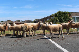 Sheep hired as eco-friendly lawn mowers by housing association Cartrefi Conwy to maintain Rhos on Sea development site ahead of 48 new homes being built in Colwyn Bay.