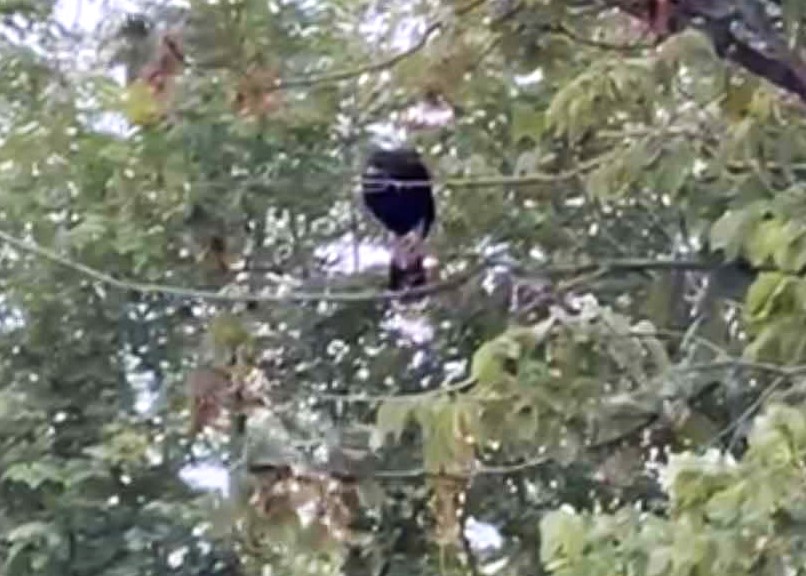 A Harris’s hawk startled a Kent woman after landing in her garden with a leash and bell. The escaped bird’s owner was found, but it lingered in the garden before capture.
