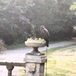 A Harris’s hawk startled a Kent woman after landing in her garden with a leash and bell. The escaped bird’s owner was found, but it lingered in the garden before capture.