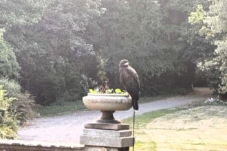 A Harris’s hawk startled a Kent woman after landing in her garden with a leash and bell. The escaped bird’s owner was found, but it lingered in the garden before capture.