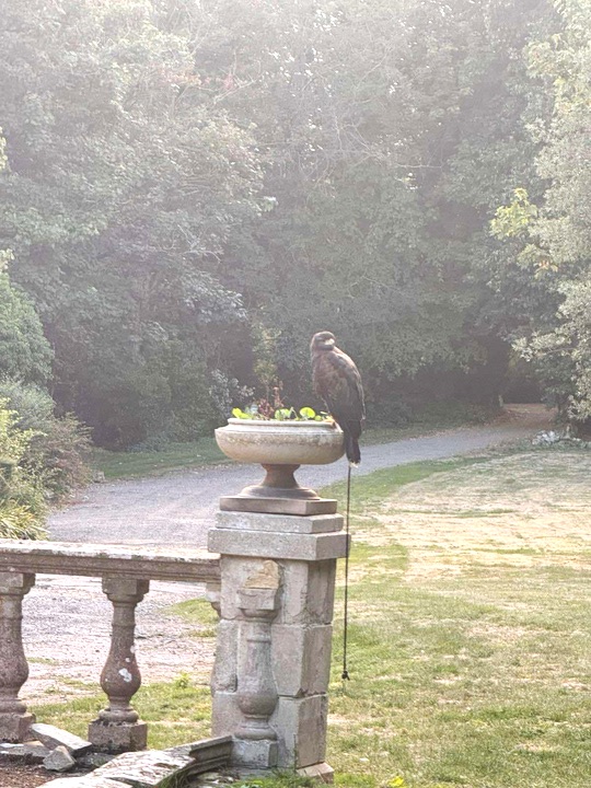 A Harris’s hawk startled a Kent woman after landing in her garden with a leash and bell. The escaped bird’s owner was found, but it lingered in the garden before capture.