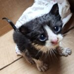 A kitten trapped in a car engine in Pensacola, Florida, was rescued by firefighters, who removed splash guards to reach it. One firefighter’s relative later adopted the kitten.