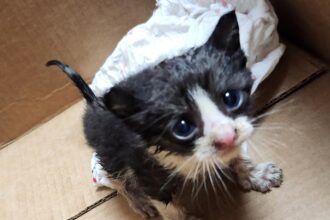 A kitten trapped in a car engine in Pensacola, Florida, was rescued by firefighters, who removed splash guards to reach it. One firefighter’s relative later adopted the kitten.