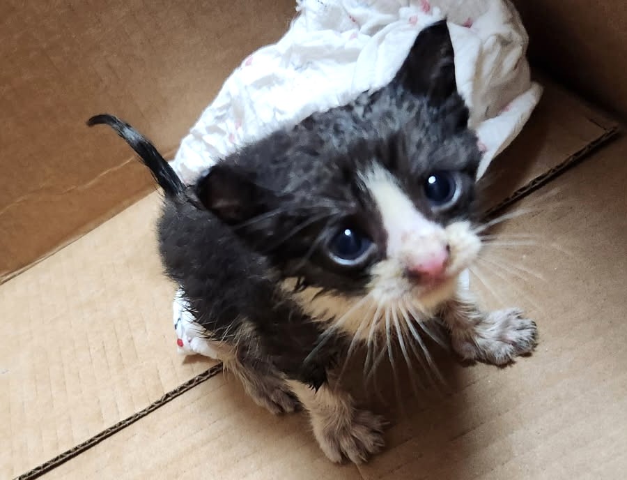 A kitten trapped in a car engine in Pensacola, Florida, was rescued by firefighters, who removed splash guards to reach it. One firefighter’s relative later adopted the kitten.