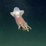 Scientists filmed a rare Dumbo octopus 2.4 miles deep in Argentina’s Mar del Plata canyon, marking the first sighting of the deep-sea species in the nation’s waters.