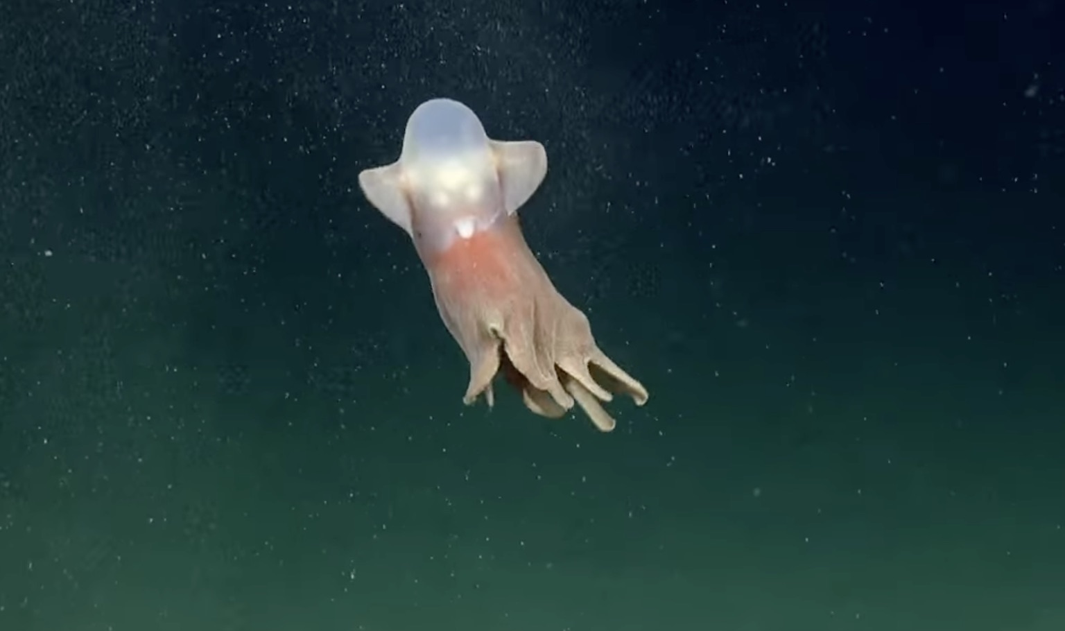 Scientists filmed a rare Dumbo octopus 2.4 miles deep in Argentina’s Mar del Plata canyon, marking the first sighting of the deep-sea species in the nation’s waters.