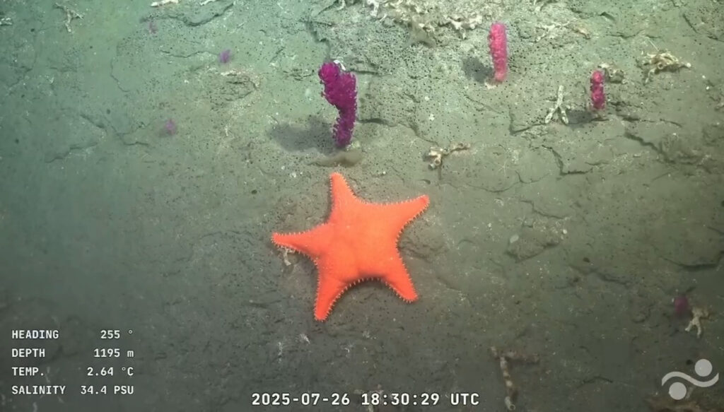 Scientists filmed a rare Dumbo octopus 2.4 miles deep in Argentina’s Mar del Plata canyon, marking the first sighting of the deep-sea species in the nation’s waters.