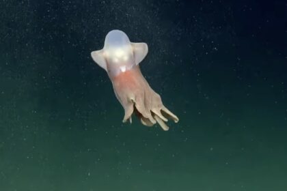 Scientists filmed a rare Dumbo octopus 2.4 miles deep in Argentina’s Mar del Plata canyon, marking the first sighting of the deep-sea species in the nation’s waters.