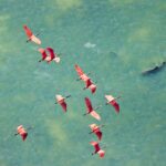 An aerial photo of spoonbills flying over a shark hunting in the Everglades wins Mangrove Photographer of the Year 2025, highlighting the fragile future of the habitat.