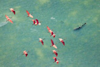 An aerial photo of spoonbills flying over a shark hunting in the Everglades wins Mangrove Photographer of the Year 2025, highlighting the fragile future of the habitat.