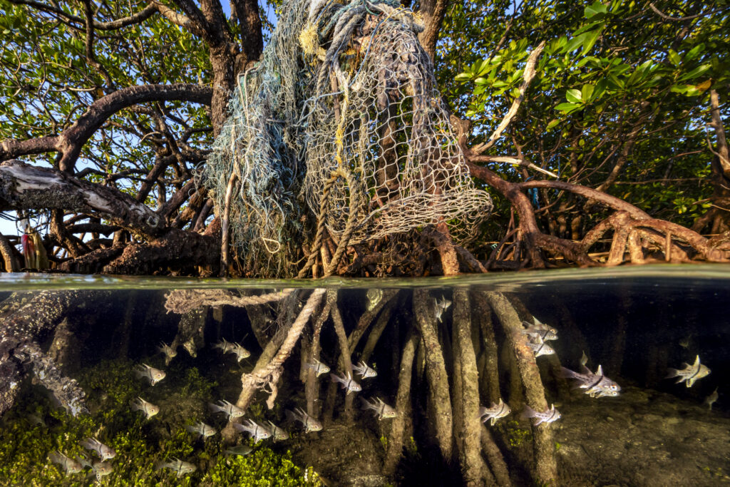 An aerial photo of spoonbills flying over a shark hunting in the Everglades wins Mangrove Photographer of the Year 2025, highlighting the fragile future of the habitat.