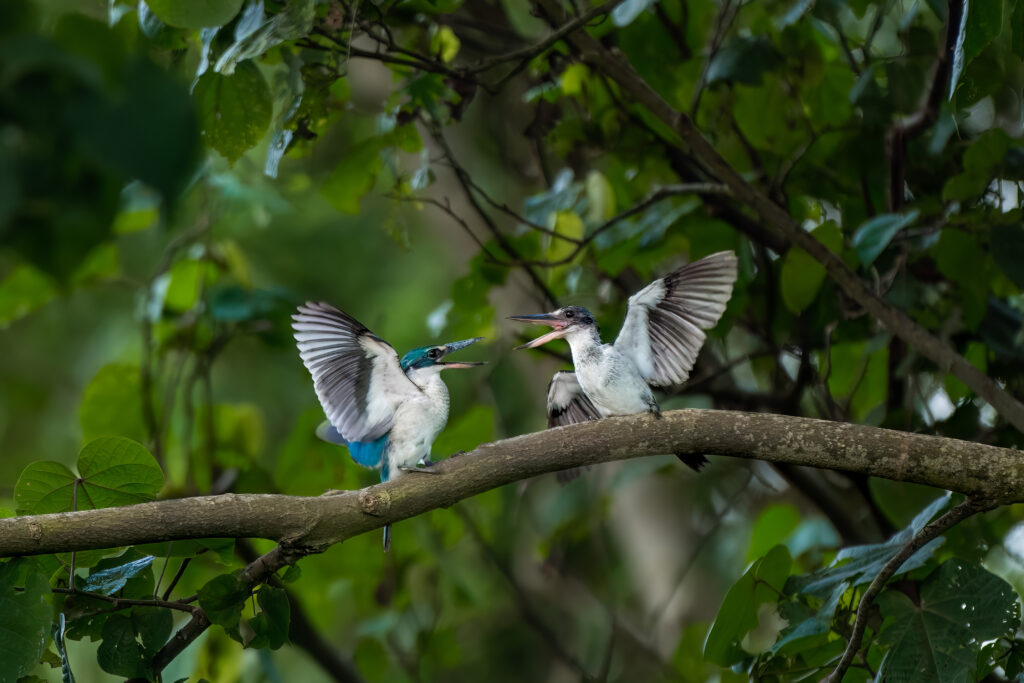 An aerial photo of spoonbills flying over a shark hunting in the Everglades wins Mangrove Photographer of the Year 2025, highlighting the fragile future of the habitat.