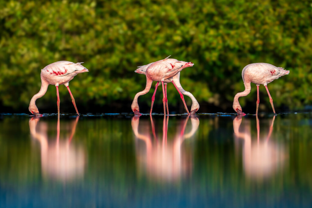 An aerial photo of spoonbills flying over a shark hunting in the Everglades wins Mangrove Photographer of the Year 2025, highlighting the fragile future of the habitat.