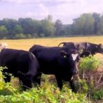 TV presenter Carrie Herrington hilariously confronts cows trespassing in her Essex garden after a broken fence lets them in, turning her morning into unexpected chaos.
