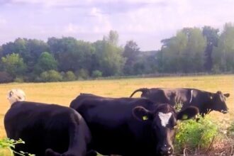 TV presenter Carrie Herrington hilariously confronts cows trespassing in her Essex garden after a broken fence lets them in, turning her morning into unexpected chaos.