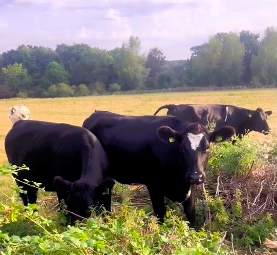 TV presenter Carrie Herrington hilariously confronts cows trespassing in her Essex garden after a broken fence lets them in, turning her morning into unexpected chaos.