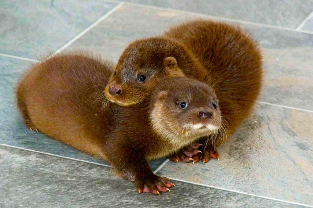 A tiny wild otter cub was found snoring in Colchester Zoo’s flamingo enclosure. Named Mingo, he’s now thriving after rescue and rehab at the UK Wild Otter Trust.