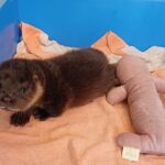 A tiny wild otter cub was found snoring in Colchester Zoo’s flamingo enclosure. Named Mingo, he’s now thriving after rescue and rehab at the UK Wild Otter Trust.