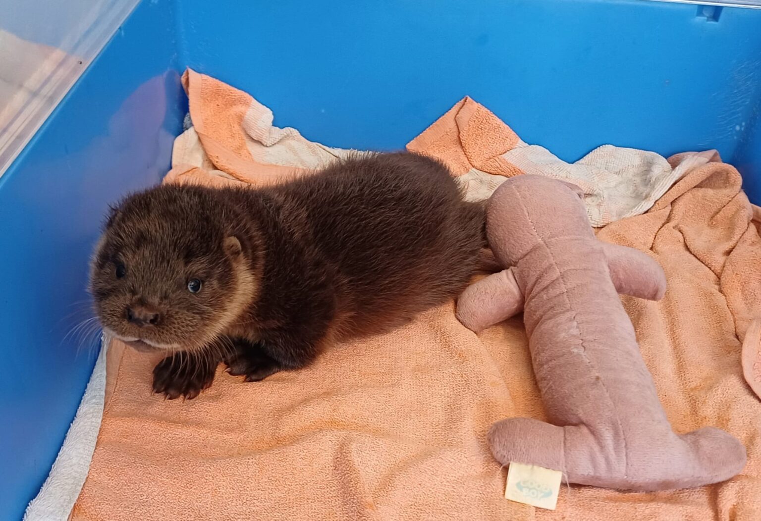 A tiny wild otter cub was found snoring in Colchester Zoo’s flamingo enclosure. Named Mingo, he’s now thriving after rescue and rehab at the UK Wild Otter Trust.