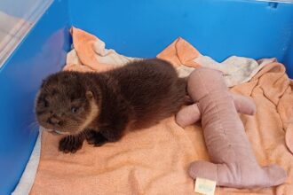 A tiny wild otter cub was found snoring in Colchester Zoo’s flamingo enclosure. Named Mingo, he’s now thriving after rescue and rehab at the UK Wild Otter Trust.