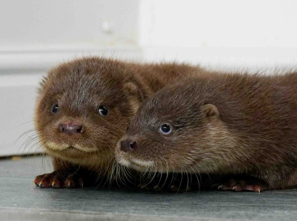 A tiny wild otter cub was found snoring in Colchester Zoo’s flamingo enclosure. Named Mingo, he’s now thriving after rescue and rehab at the UK Wild Otter Trust.