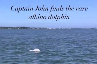 Holidaymakers were stunned as a rare albino dolphin surfaced alongside their boat in Virginia, with experts saying only a handful have ever been documented worldwide.