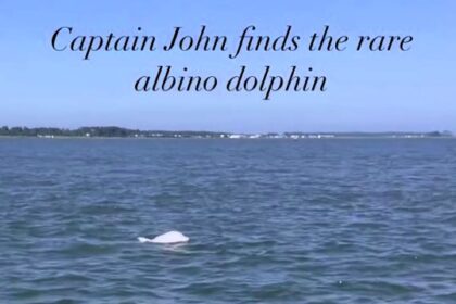Holidaymakers were stunned as a rare albino dolphin surfaced alongside their boat in Virginia, with experts saying only a handful have ever been documented worldwide.