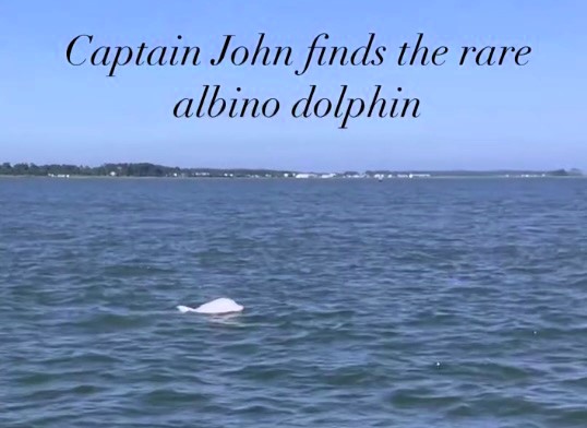 Holidaymakers were stunned as a rare albino dolphin surfaced alongside their boat in Virginia, with experts saying only a handful have ever been documented worldwide.