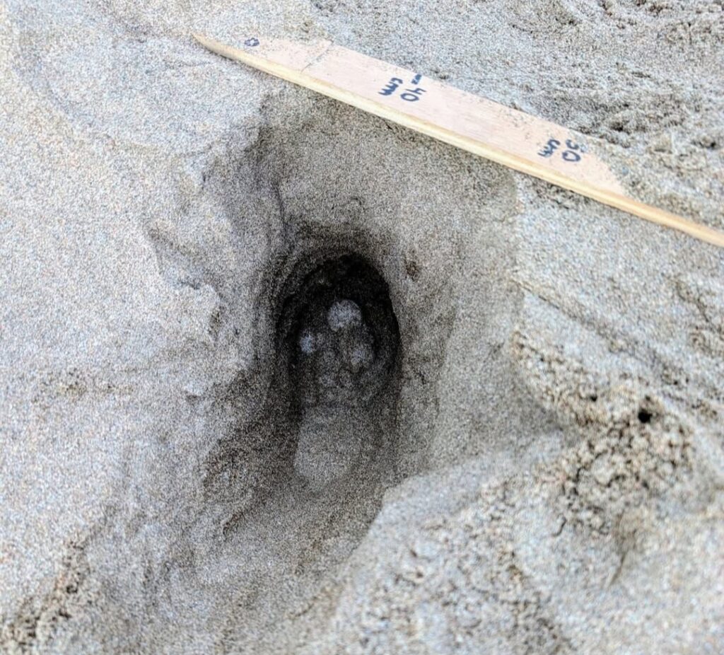 A loggerhead turtle laid 105 eggs on Costa Brava’s Els Griells beach, stunning tourists. Wildlife teams relocated the rare nest to safety, with hatchlings due by September.