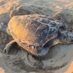 A loggerhead turtle laid 105 eggs on Costa Brava’s Els Griells beach, stunning tourists. Wildlife teams relocated the rare nest to safety, with hatchlings due by September.