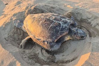 A loggerhead turtle laid 105 eggs on Costa Brava’s Els Griells beach, stunning tourists. Wildlife teams relocated the rare nest to safety, with hatchlings due by September.