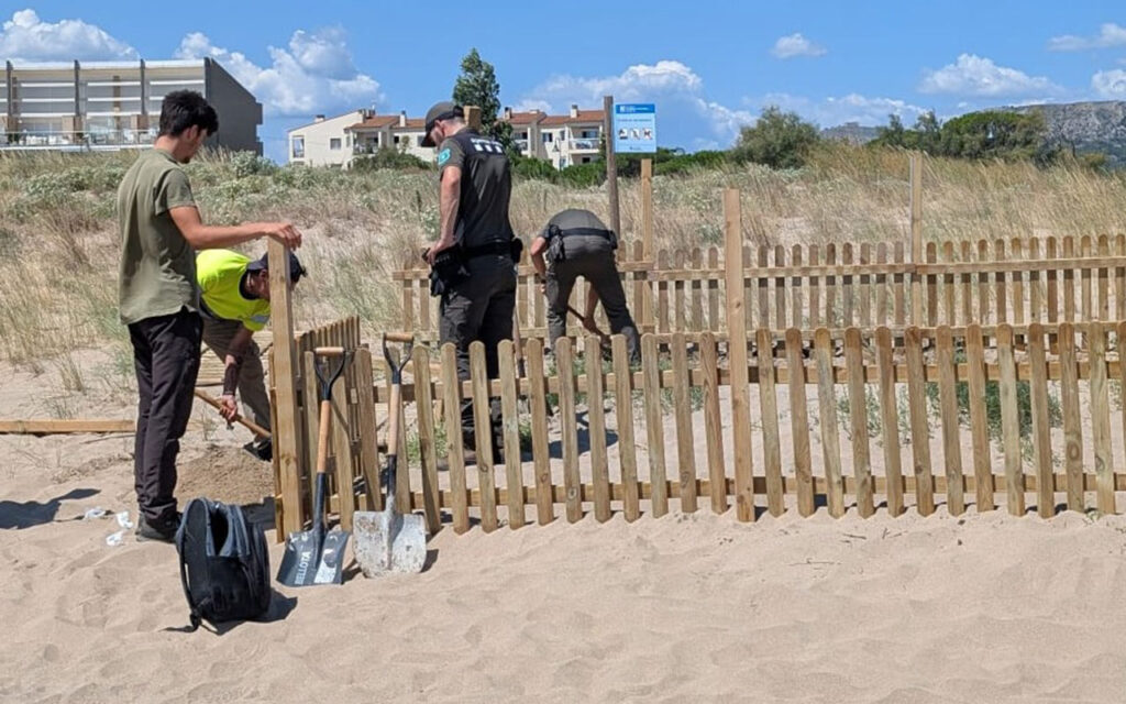 A loggerhead turtle laid 105 eggs on Costa Brava’s Els Griells beach, stunning tourists. Wildlife teams relocated the rare nest to safety, with hatchlings due by September.