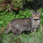 Critically endangered British wildcats in Scotland have given birth in the wild after recent releases into the Cairngorms National Park, boosting hopes for the species’ survival.