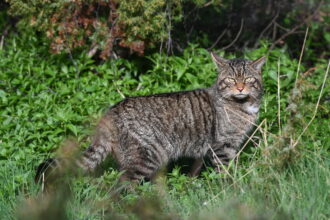 Critically endangered British wildcats in Scotland have given birth in the wild after recent releases into the Cairngorms National Park, boosting hopes for the species’ survival.