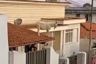 Homeowner stunned as pet goat rescued from roof in Brazil - firefighters use rope to lasso animal after neighbours spot it perched on tiles in bizarre rooftop drama.