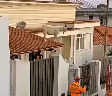Homeowner stunned as pet goat rescued from roof in Brazil - firefighters use rope to lasso animal after neighbours spot it perched on tiles in bizarre rooftop drama.