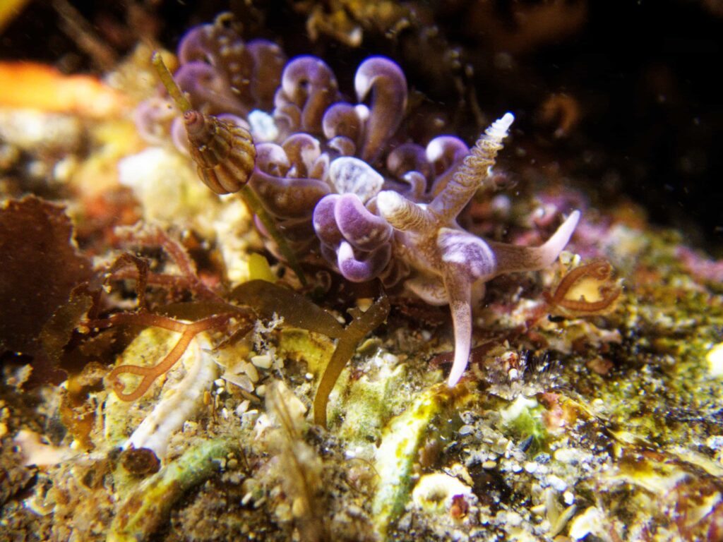 Rare Caribbean hair curler sea slug spotted in UK for first time - Cornwall volunteer finds vibrant nudibranch at Prisk Cove in discovery linked to warming seas.