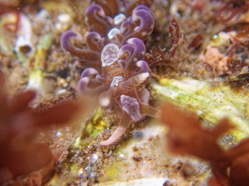 Rare Caribbean hair curler sea slug spotted in UK for first time - Cornwall volunteer finds vibrant nudibranch at Prisk Cove in discovery linked to warming seas.