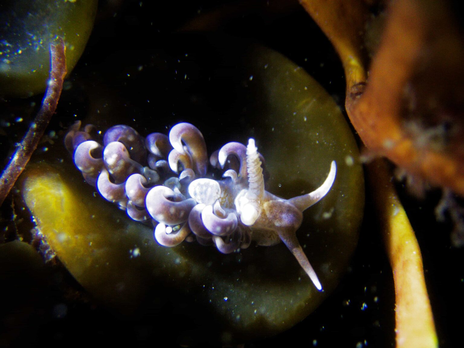 Rare Caribbean hair curler sea slug spotted in UK for first time - Cornwall volunteer finds vibrant nudibranch at Prisk Cove in discovery linked to warming seas.