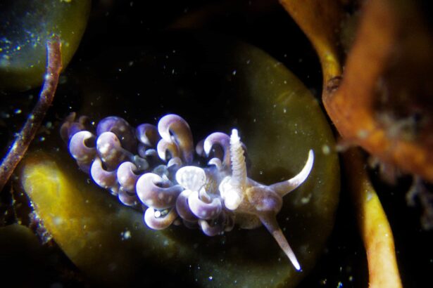 Rare Caribbean hair curler sea slug spotted in UK for first time - Cornwall volunteer finds vibrant nudibranch at Prisk Cove in discovery linked to warming seas.
