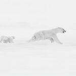 Polar bear family braves Arctic storm in award winning photo - Xuejun Long’s stunning Baffin Island shot wins Golden Shot Photography Awards 2025 Photographer of the Year.