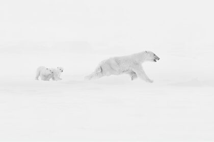 Polar bear family braves Arctic storm in award winning photo - Xuejun Long’s stunning Baffin Island shot wins Golden Shot Photography Awards 2025 Photographer of the Year.
