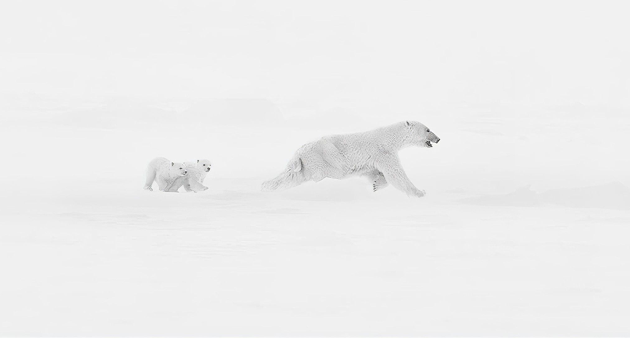 Polar bear family braves Arctic storm in award winning photo - Xuejun Long’s stunning Baffin Island shot wins Golden Shot Photography Awards 2025 Photographer of the Year.