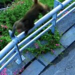Cheeky monkey hijacks Taiwan livestream at Zengwen Dam - furry prankster tilts camera to film alleged accomplice as clip goes viral with thousands of amused viewers.