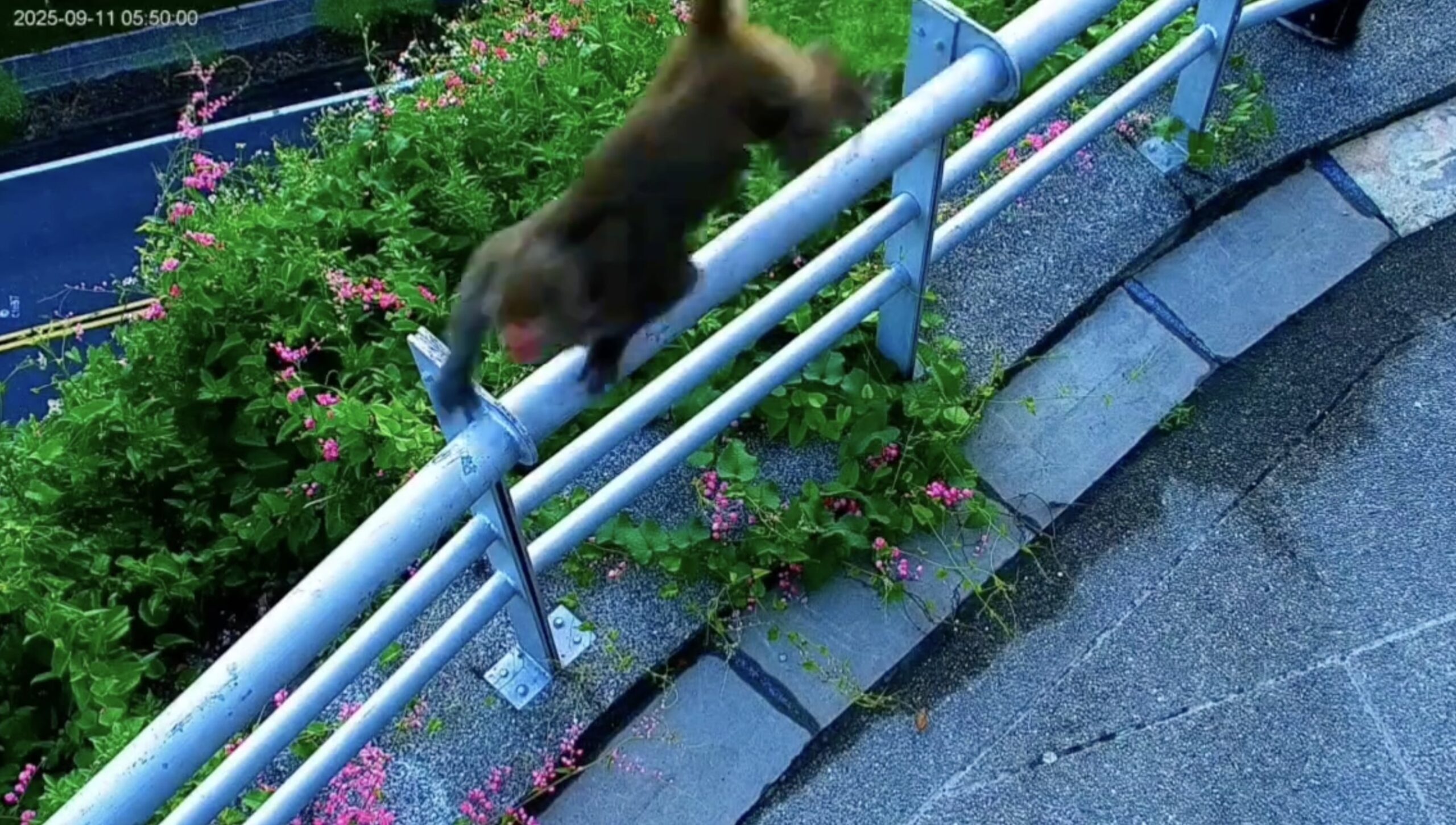 Cheeky monkey hijacks Taiwan livestream at Zengwen Dam - furry prankster tilts camera to film alleged accomplice as clip goes viral with thousands of amused viewers.