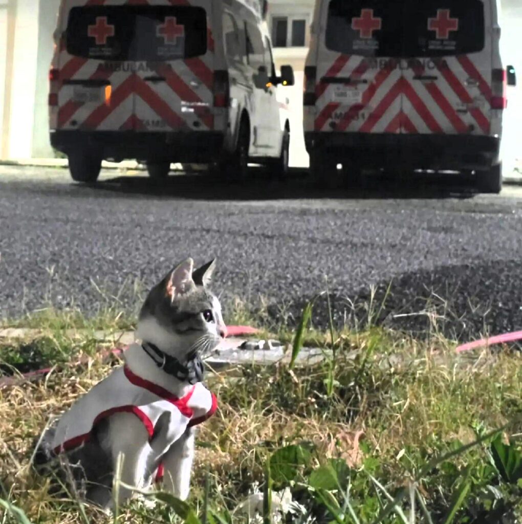 Rescued kitten Urgencio becomes the newest member of the Mexican Red Cross in Ciudad Victoria, bringing joy to staff and gaining TikTok fame as their beloved mascot.