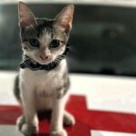 Rescued kitten Urgencio becomes the newest member of the Mexican Red Cross in Ciudad Victoria, bringing joy to staff and gaining TikTok fame as their beloved mascot.