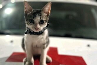Rescued kitten Urgencio becomes the newest member of the Mexican Red Cross in Ciudad Victoria, bringing joy to staff and gaining TikTok fame as their beloved mascot.