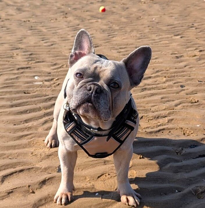 Gus the French Bulldog was once too scared to walk or play but after being adopted from the RSPCA he now loves toys, car rides and beach trips with his new family.