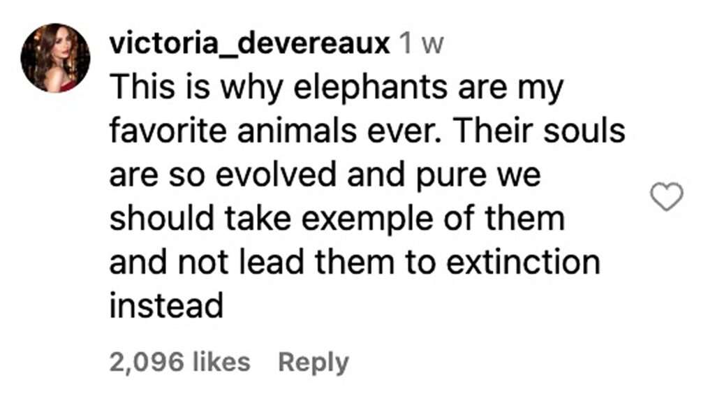 Social media comment on the post of A young elephant was filmed grieving over the skull of another in South Africa’s Klaserie Reserve - a rare and emotional display that left safari onlookers in tears.